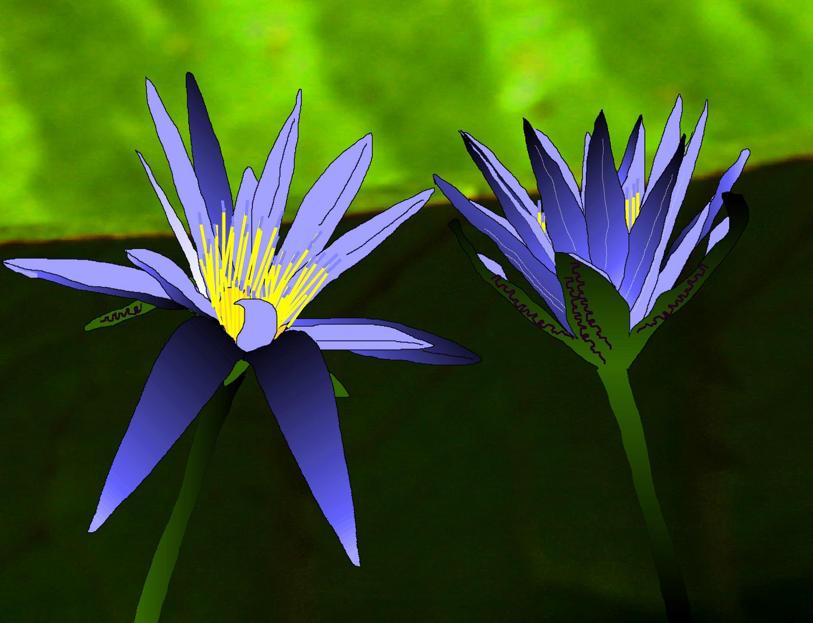 Water Lily Drawing