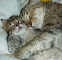 ZzzzzZZzzz...!!! cat