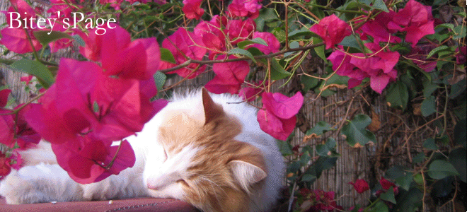 Bitey's Page
