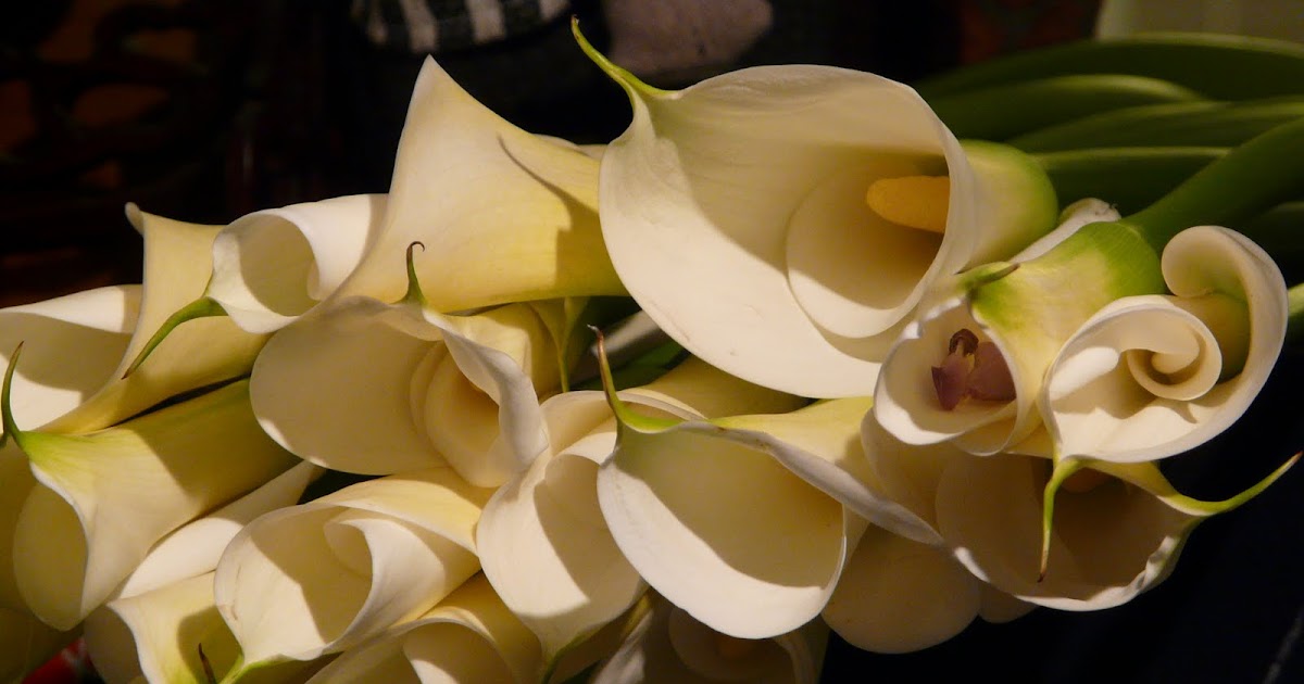 語國一方hugo S Corner 海芋 馬蹄