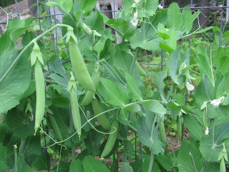 Everyday Eden Adventures in Edible Landscaping and Life