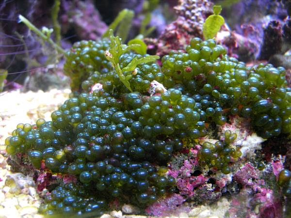 112 Liter Nanoriff: Algenplage im Meerwasseraquarium