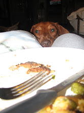 My hungry Dog