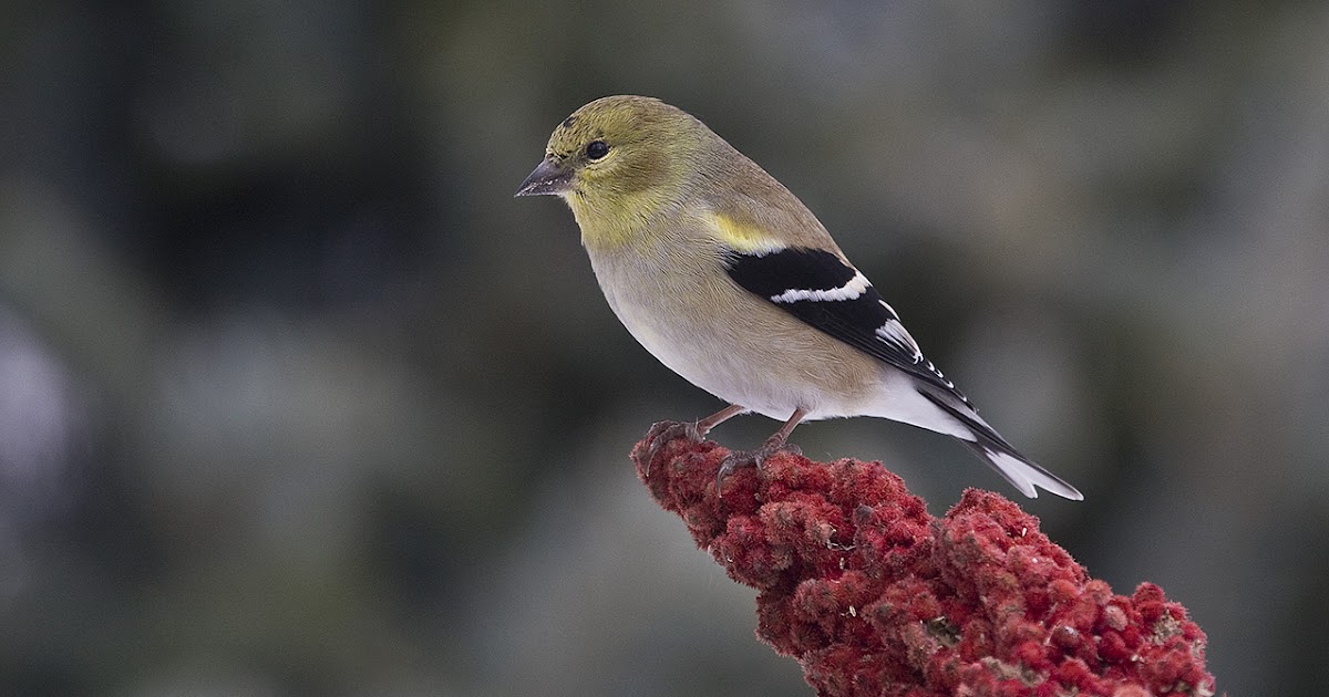 Dave Zosel's Minnesota Nature Photography: Why Aren't the Goldfinches Gold?