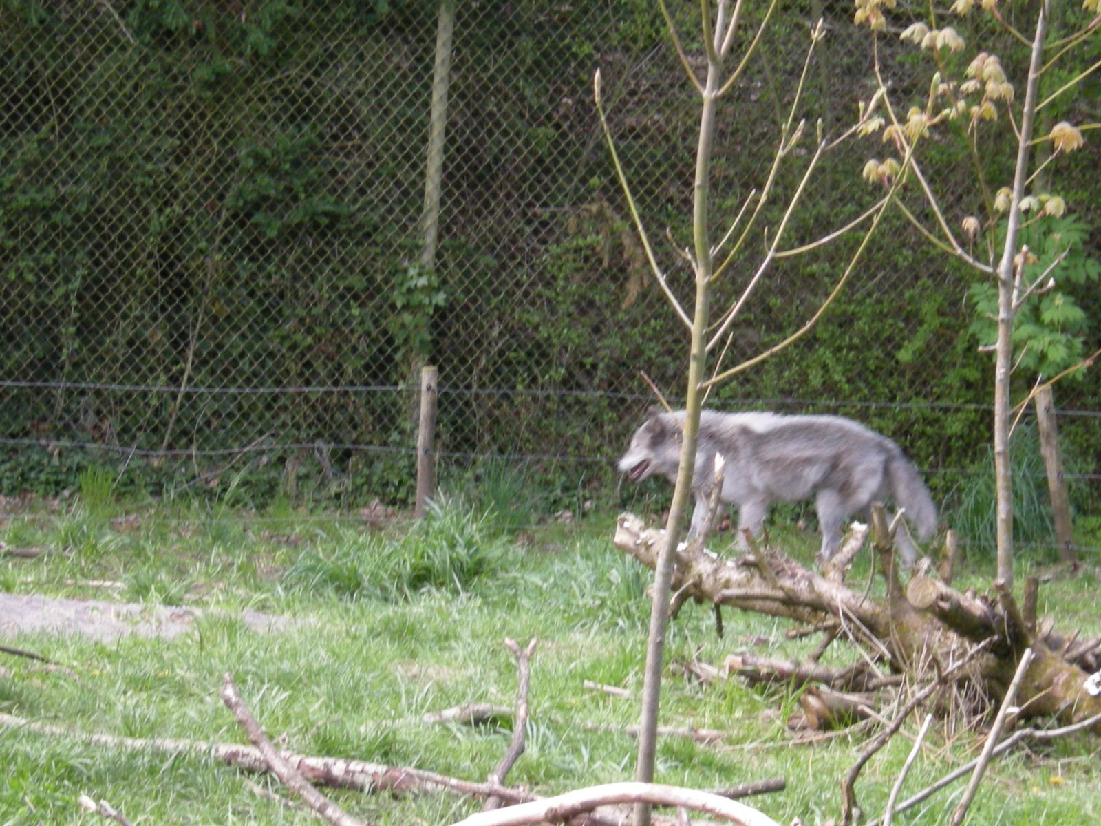 [Zoo+005.jpg]
