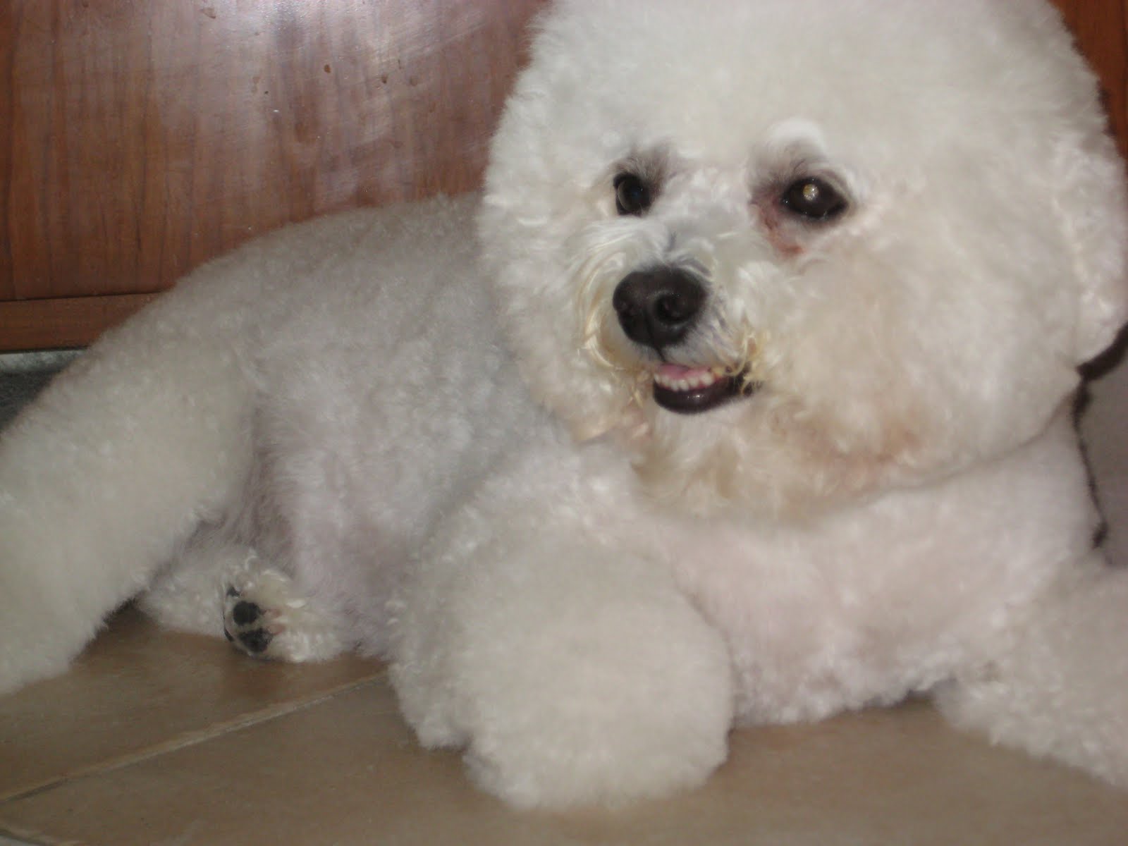 A1 pet grooming, New York