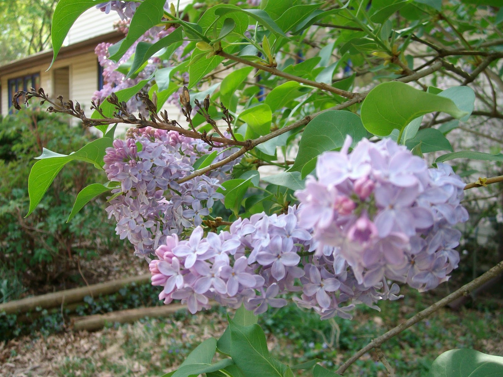 Willows On The Prairie Lilac Time