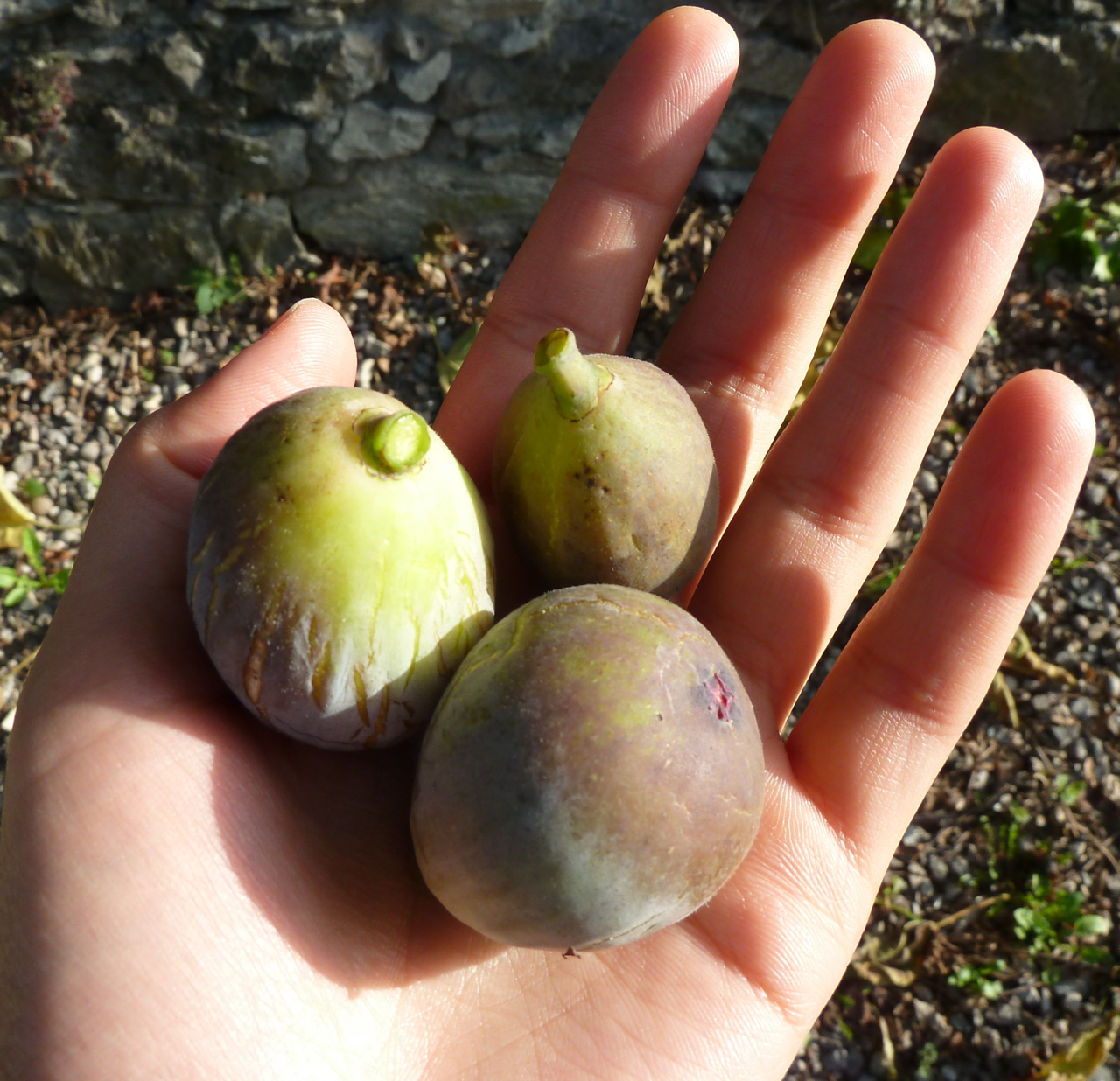 Raw in France French fig heaven