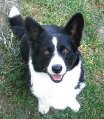 Ebbie