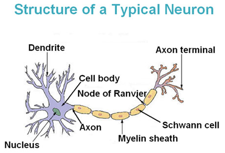 [Neuron.jpg]
