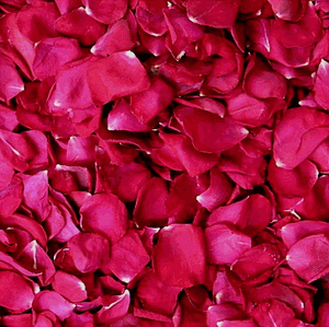 of fresh rose petals��