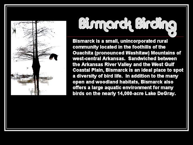 Bismarck  Birding