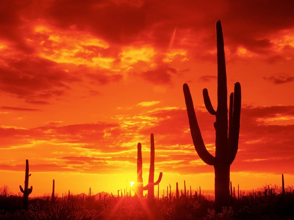 Imagenes Del Desierto De Sonora Mexico