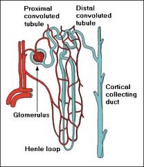 Nephron Juxtaglomerular Apparatus | RM. Nephron Juxtaglomerular Apparatus | RM.
