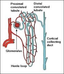 Biology help online: structure of nephron: