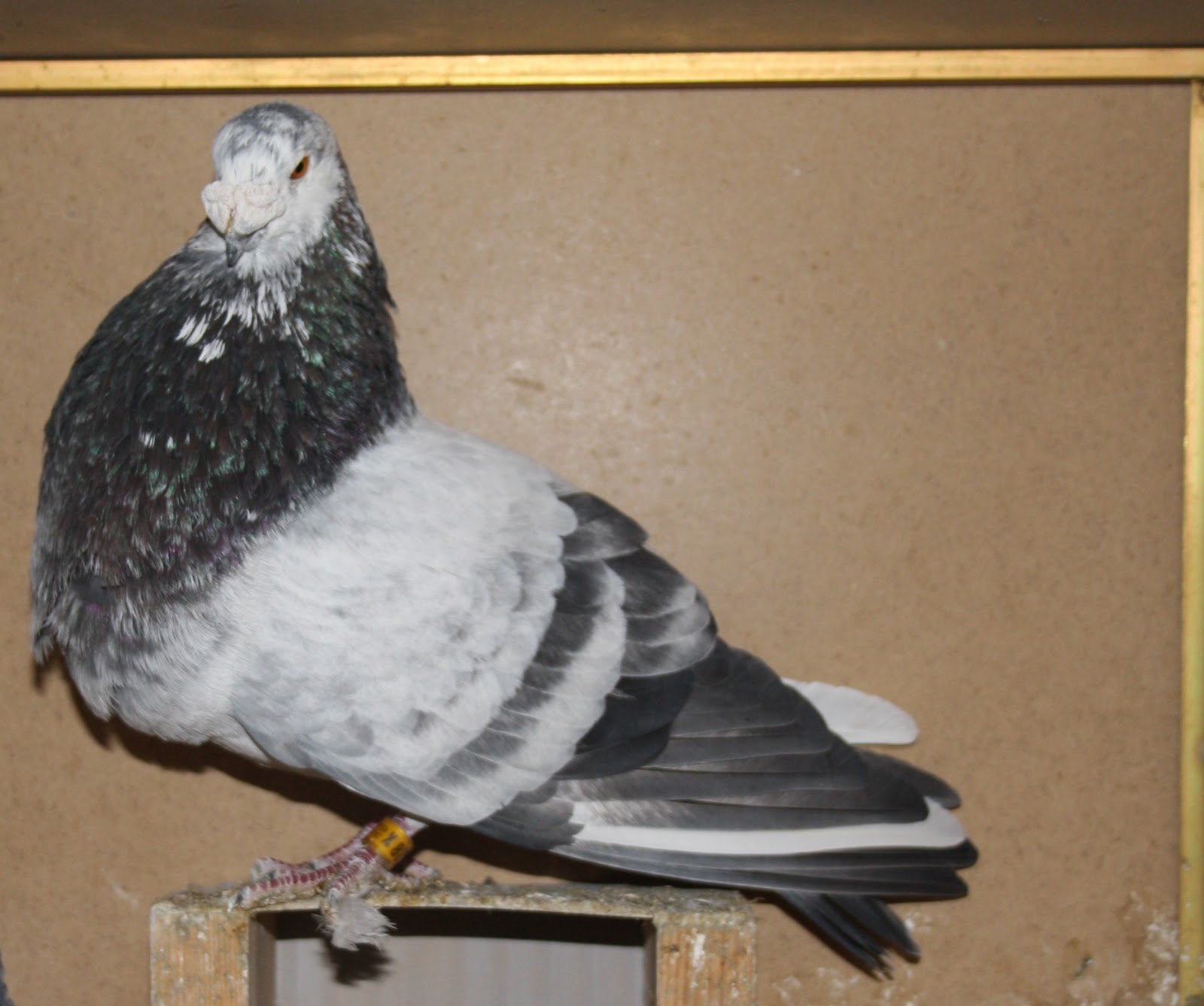 Buchón Valenciano (Antiguo Palomo Ladrón) ENTRENAMIENTO Y ENSEÑANZA