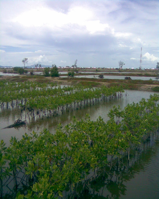 plant after tsunami in aceh