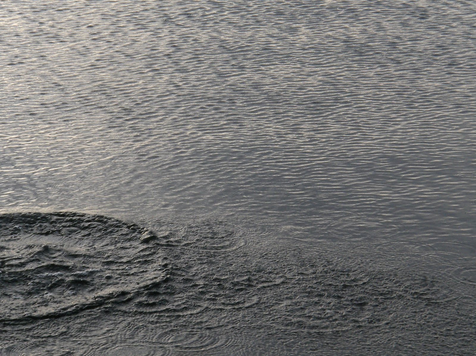 [A+Seagull...+Nearly.JPG]