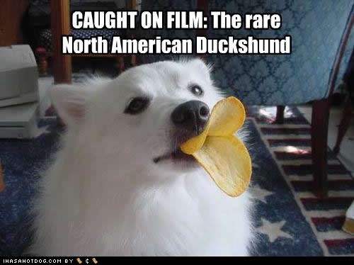 [funny-dog-pictures-american-duckshund.jpg]