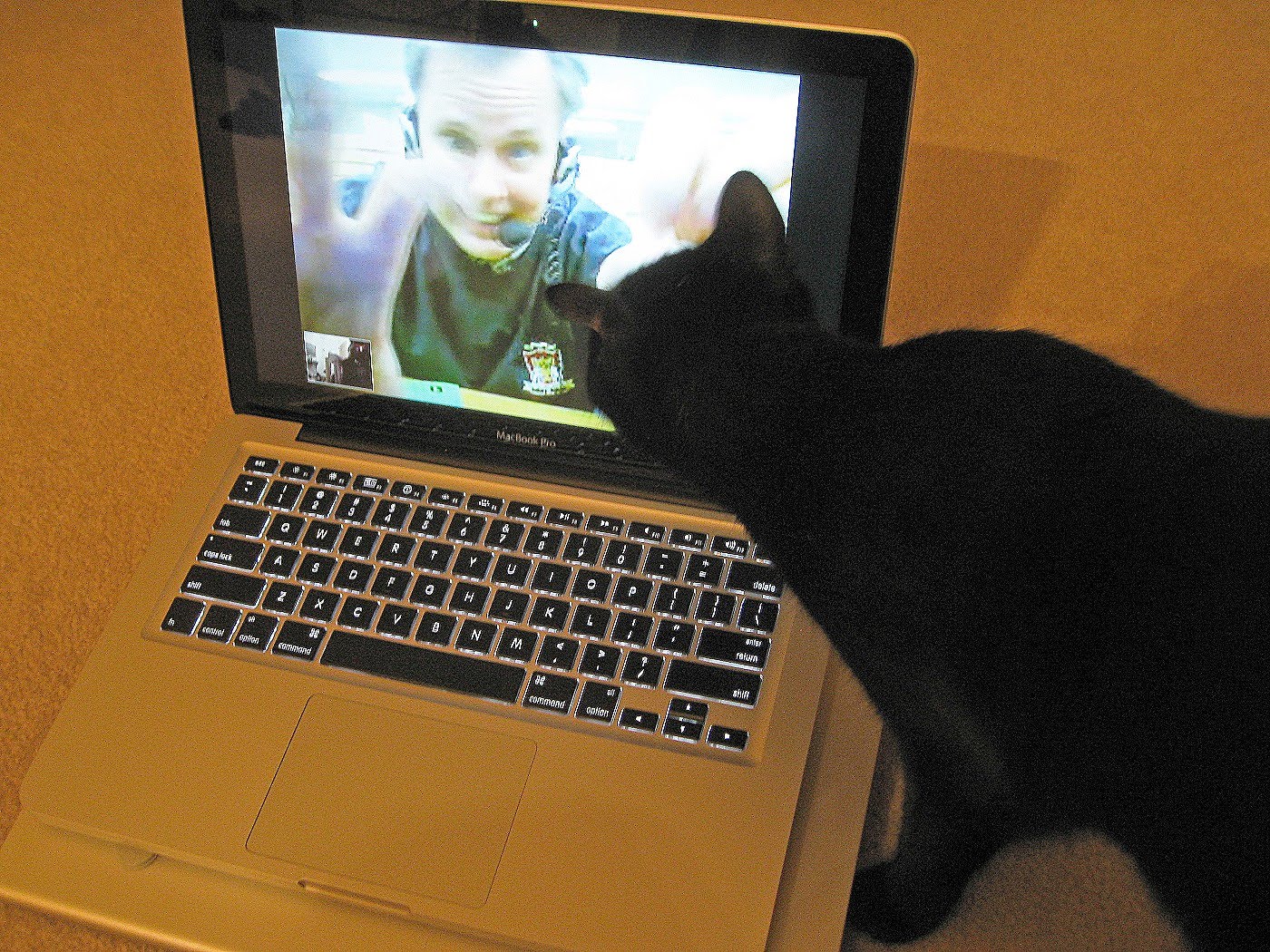 Skype Cat