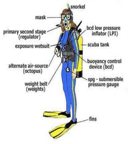 PARADISE: Peralatan Selam Image