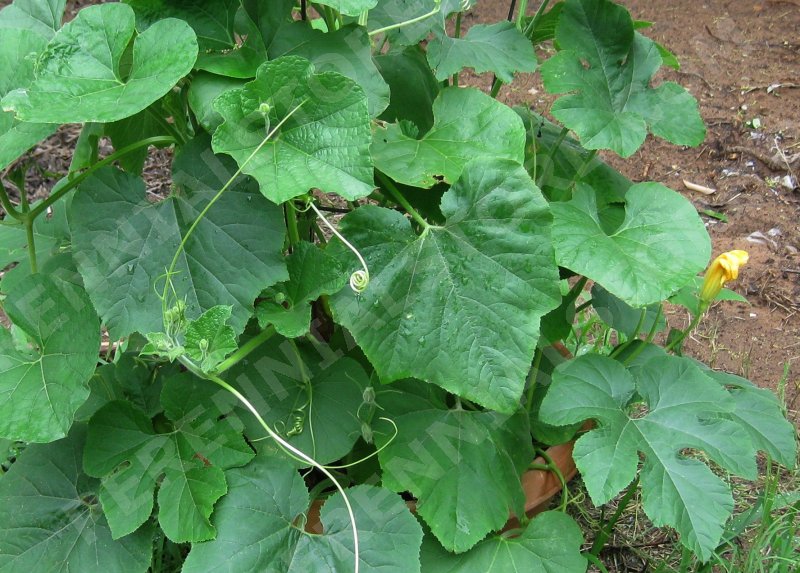 Perennial Plants, Bulbs & Seeds Texas Wild Gourd seeds