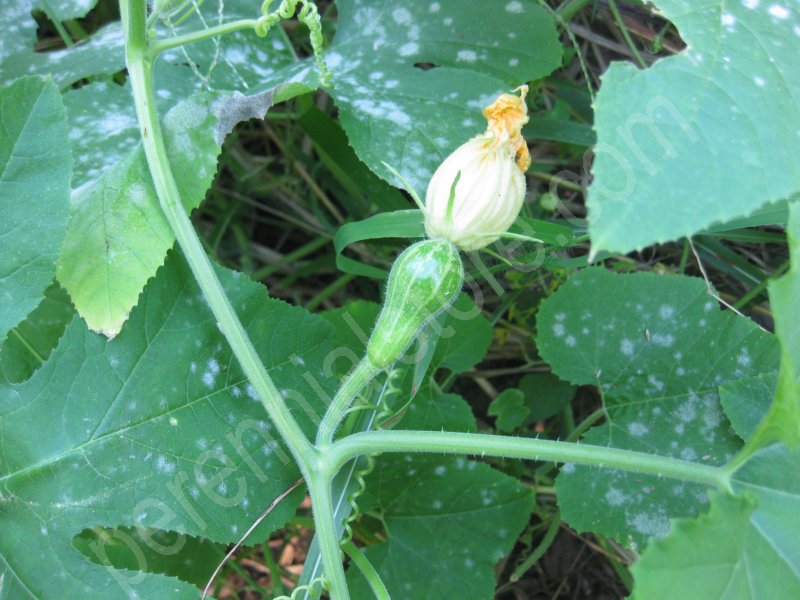 Perennial Plants, Bulbs & Seeds Texas Wild Gourd seeds