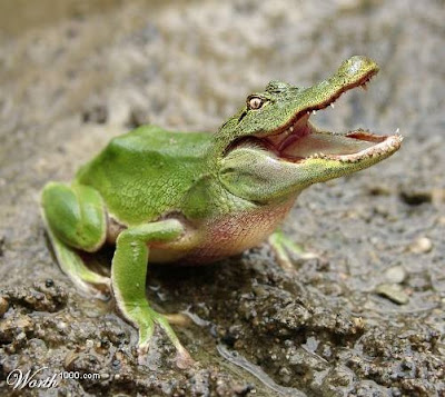 Animais Exoticos