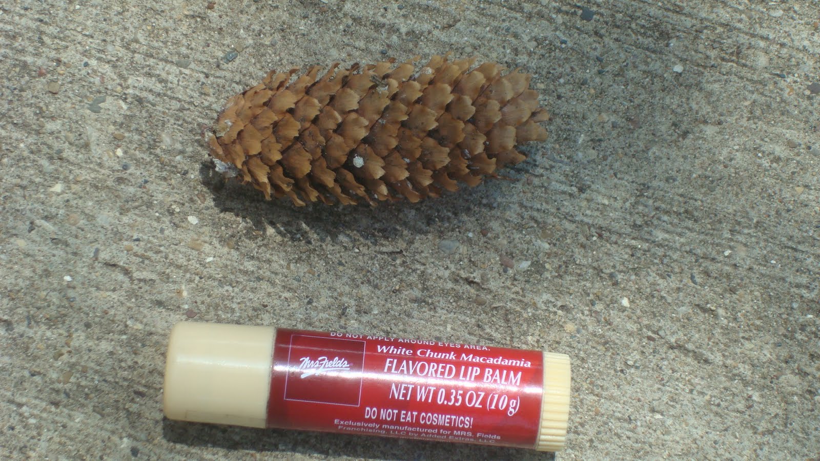 Biological Artifact Collection Gymnosperm cone