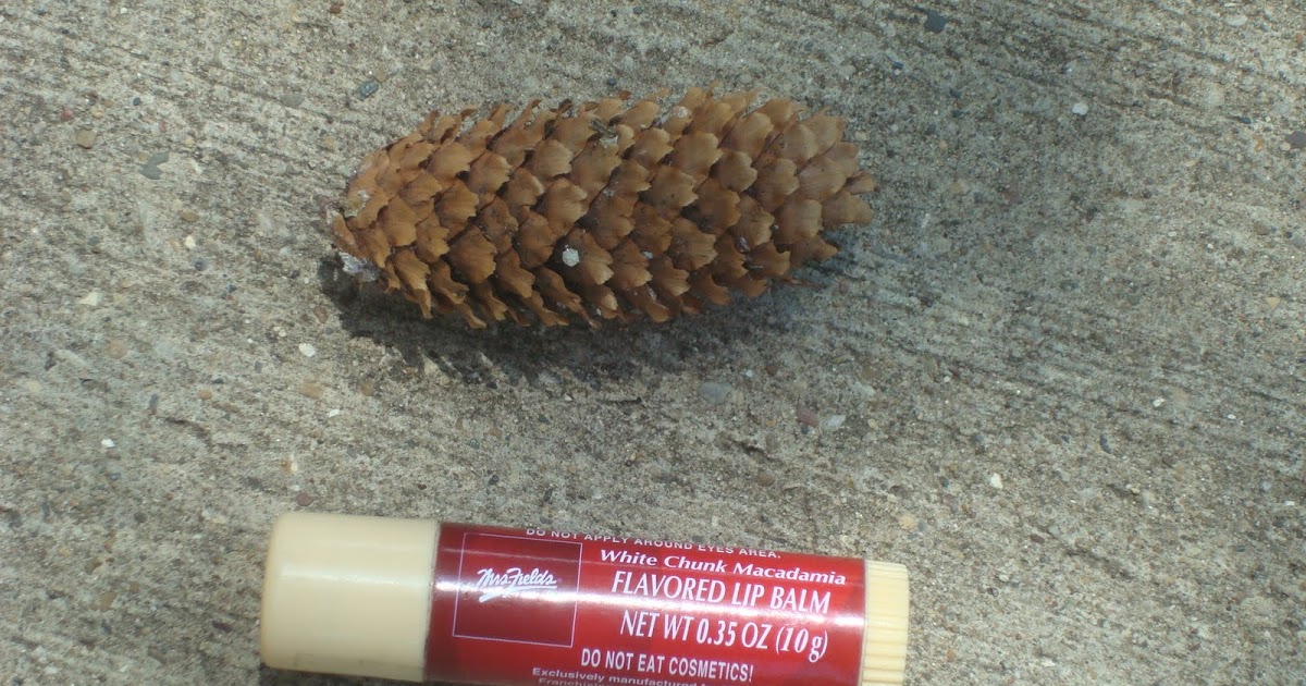 Biological Artifact Collection Gymnosperm cone