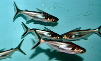 Pangasius pangasius