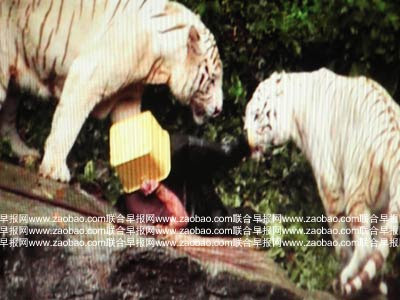 Singapore Incident Pictures on Photos Of White Tigers Attack Man In Singapore Zoo Funky Downtown