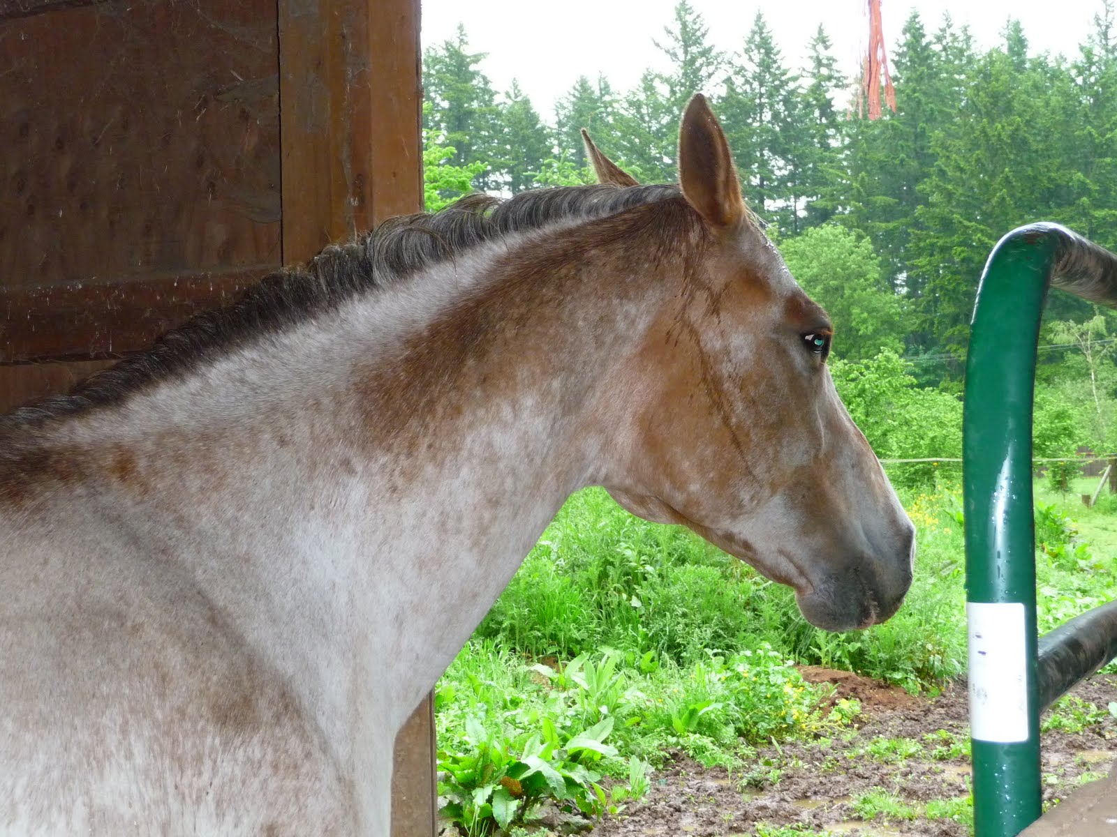 There is a Horse In My Bubblebath Noah's Ark....Horses with flippers