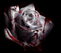 Bloody Rose