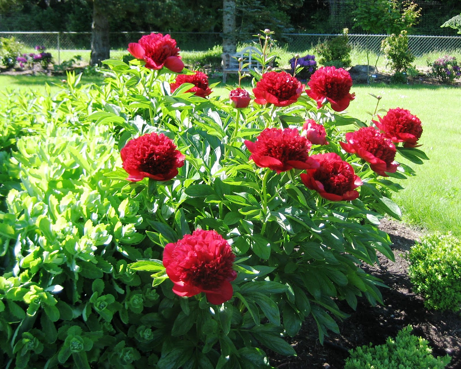 peony plant