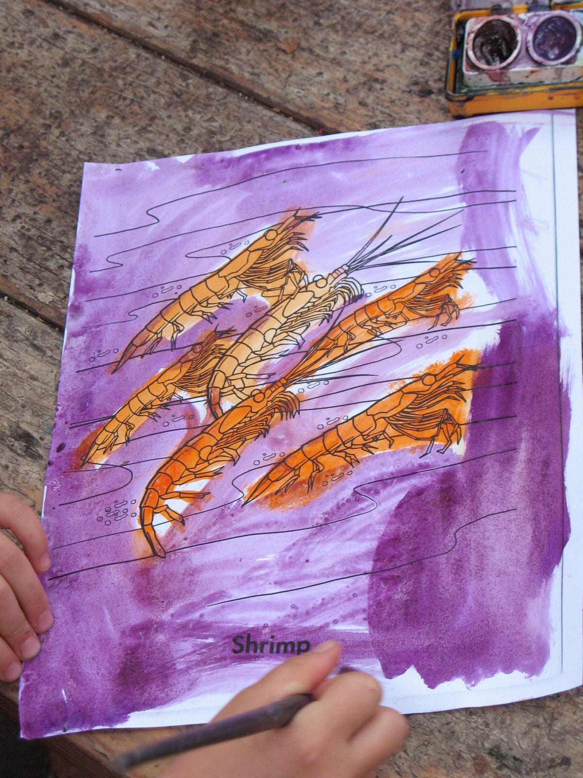 [Orange+Shrimp+in+Purple+Water.JPG]