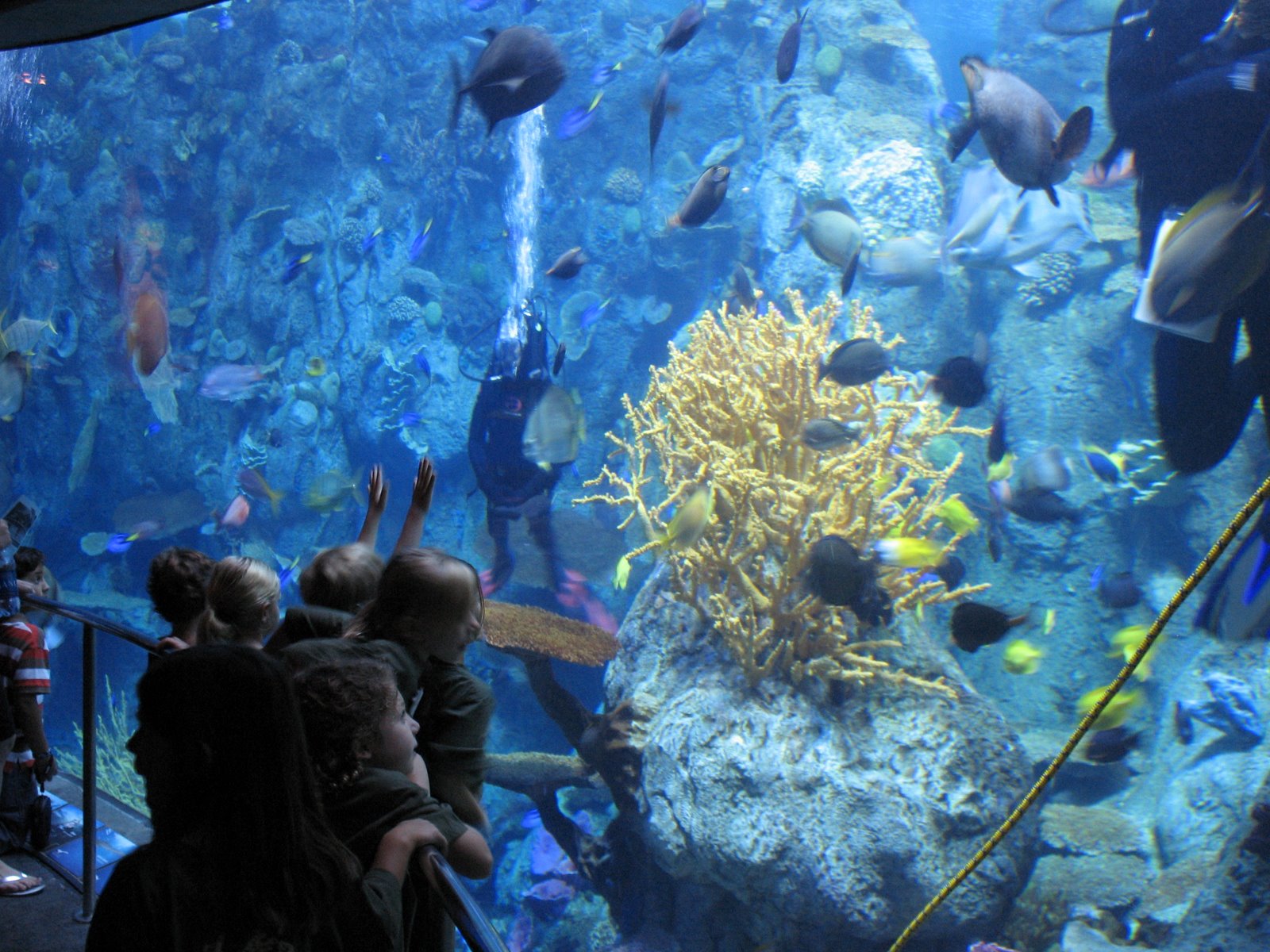 [Aquarium+of+the+Pacific_2.JPG]