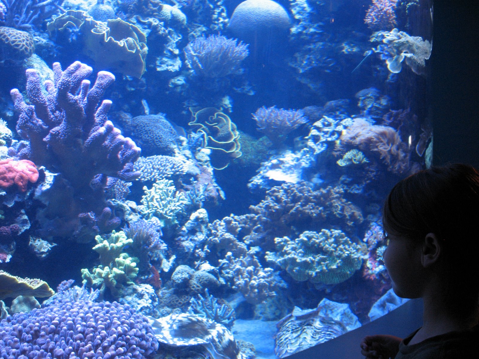 [Aquarium+of+the+Pacific_5.JPG]