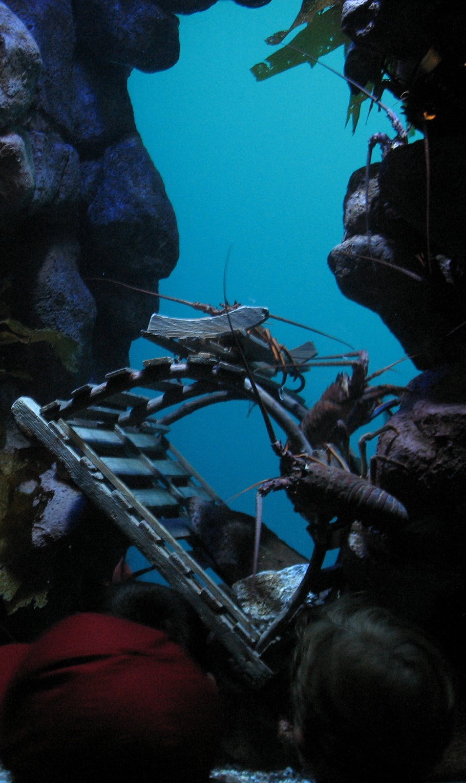 [Aquarium+of+the+Pacific_10.JPG]