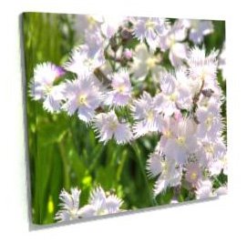 [ftmassana_cuadro_botanic_5box[1].jpg]