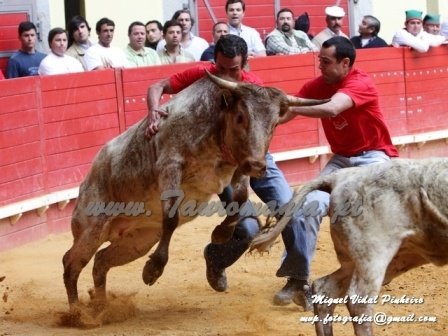 [09-04-11_Torneio_de_Cernelhas_1046.1[1].jpg]