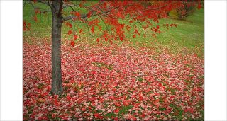 [fall_leaves_tree.jpg]