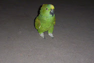 Roco