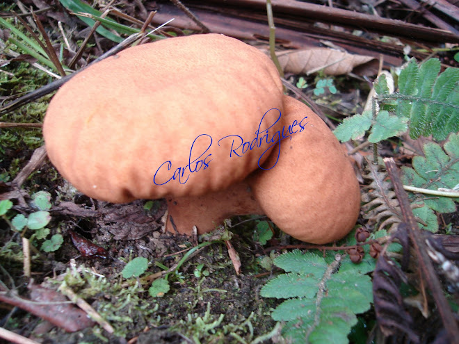 Um Cogumelo no Parque Nacional do Itatiaia