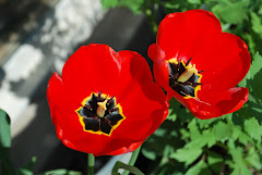 A Backyard Tulip
