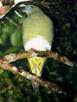 CLICK For more yellow vented photos