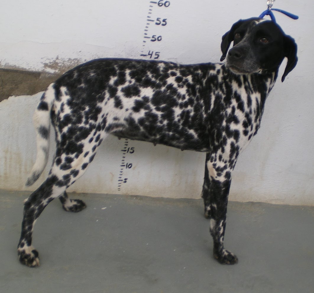 [Ginebra+medida.JPG]