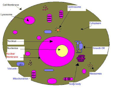 simple animal cell with labels. simple plant cell diagram