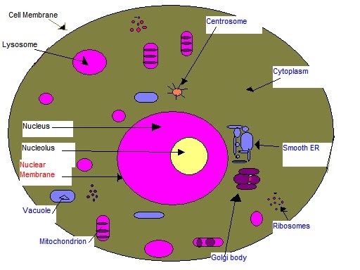 Bruce's Marine Blog: Animal Cells