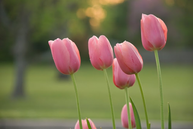 pink tulips at sunset